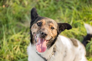 Genç mutlu köpek çimenlerde oynuyor.