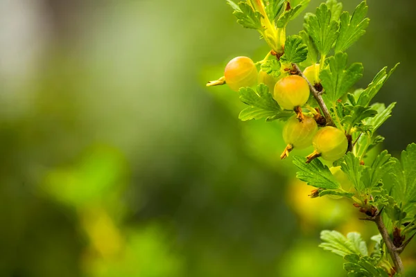 Fresh Tasty Gooseberry Plant — Stock Photo, Image