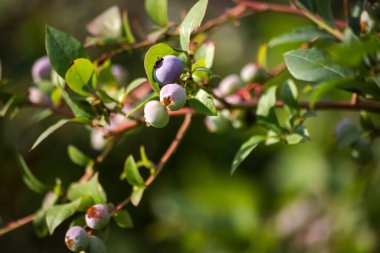 Bahçede olgunlaşmamış yaban mersini meyvesi