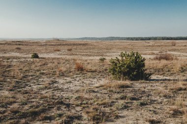 Polonya 'nın Silezya bölgesindeki en büyük kum çölü (pustynia bledowska)