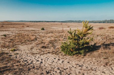 Polonya 'nın Silezya bölgesindeki en büyük kum çölü (pustynia bledowska)