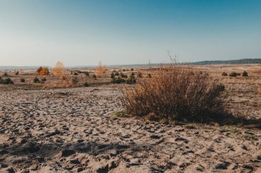 Polonya 'nın Silezya bölgesindeki en büyük kum çölü (pustynia bledowska)