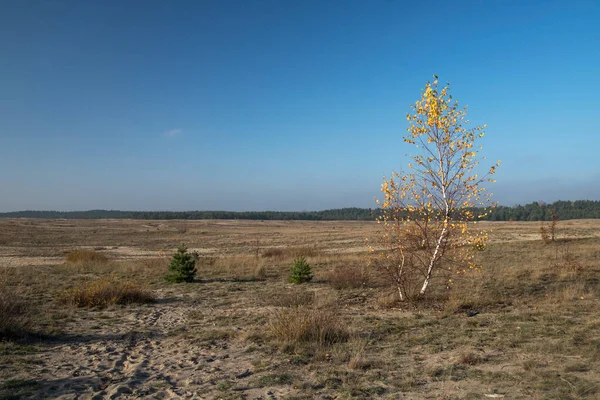 波兰西里西亚最大的沙漠 Pustynia Bledowska — 图库照片