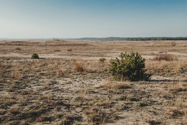 Polonya 'nın Silezya bölgesindeki en büyük kum çölü (pustynia bledowska)