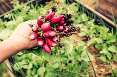 Kendi bahçemden lezzetli bir turp. permakültür