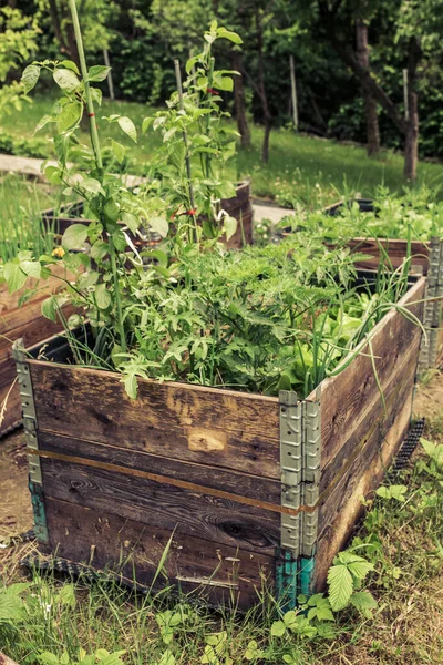 Colarinho Paletes Camas Levantadas Para Plantio Vegetais Jardinagem Permacultural — Fotografia de Stock