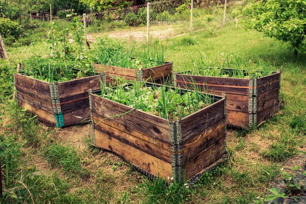 Cuello Plataforma Levantado Camas Para Plantación Verduras Jardinería Permacultural — Foto de Stock