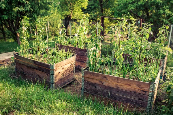 Colarinho Paletes Camas Levantadas Para Plantio Vegetais Jardinagem Permacultural — Fotografia de Stock