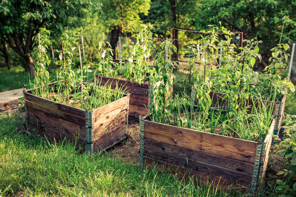 pallet collar raised beds for vegetables planting. permacultural gardening