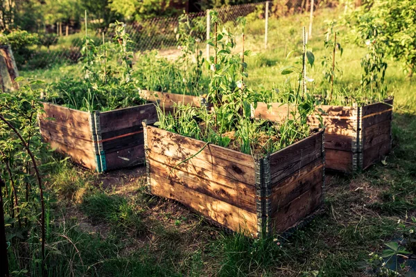 Palettenhalsbänder Hochbeete Zum Pflanzen Von Gemüse Permakultur Garten — Stockfoto