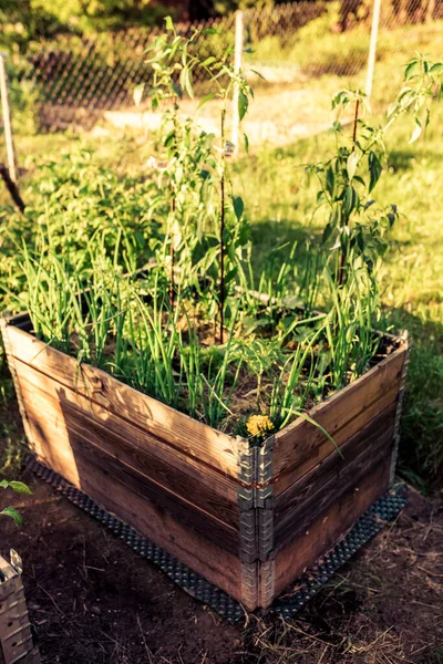 Colarinho Paletes Camas Levantadas Para Plantio Vegetais Jardinagem Permacultural — Fotografia de Stock