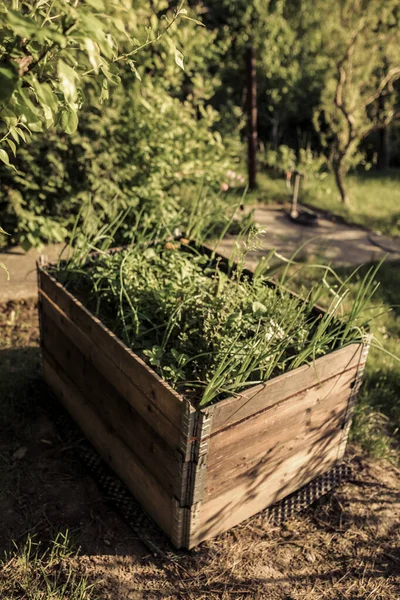 Colarinho Paletes Camas Levantadas Para Plantio Vegetais Jardinagem Permacultural — Fotografia de Stock