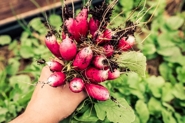 tasty eco radish from own garden. permaculture