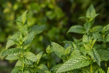 arkaplan için nane yaprakları deseni