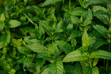 arkaplan için nane yaprakları deseni