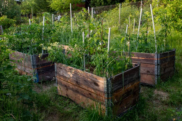 Palettenhalsband Selbst Angefertigte Hochbeete Einem Parmakulturellen Garten — Stockfoto