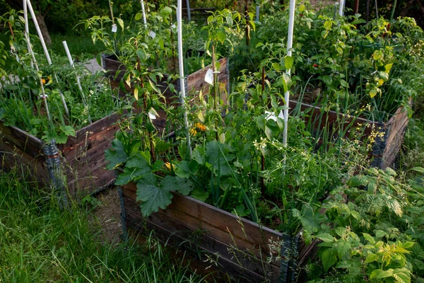Palettenhalsband Selbst Angefertigte Hochbeete Einem Parmakulturellen Garten — Stockfoto