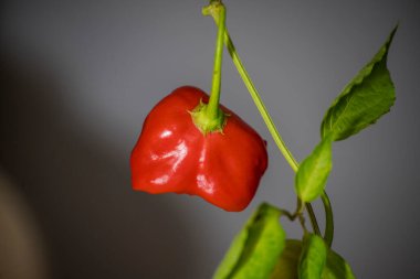 Zvonek or bishops crown chilli pepper. Capsicum baccatum