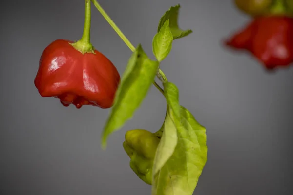 Zvonek Bishops Crown Chilli Pepper Capsicum Baccatum — Stock Photo, Image