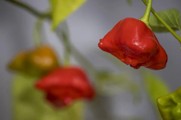 Zvonek Bishops Crown Chilli Pepper Capsicum Baccatum — Stock Photo, Image