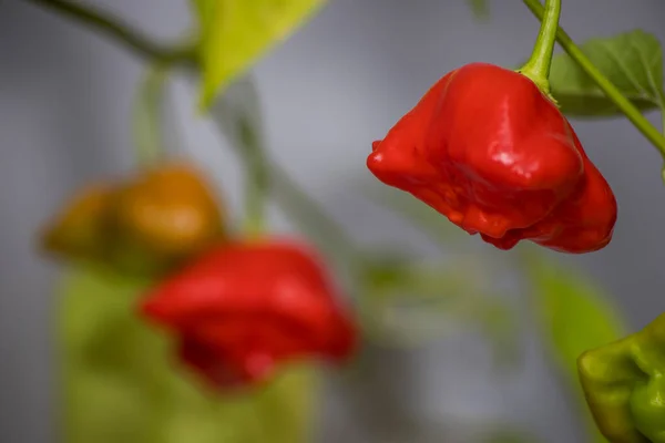 Zvonek Bishops Crown Chilli Pepper Capsicum Baccatum — Stock Photo, Image