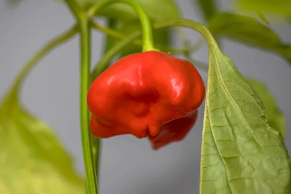 Zvonek Bishops Crown Chilli Pepper Capsicum Baccatum — Stock Photo, Image