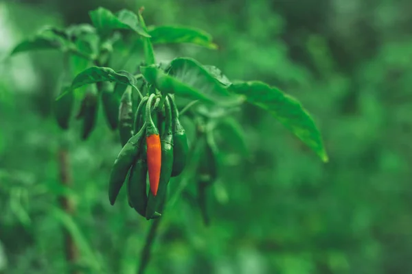 Unripe Thai Chili Capsicum Annuum Pepper — Stock Photo, Image
