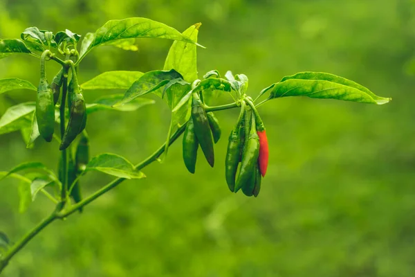 Unripe Thai Chili Capsicum Annuum Pepper — Stock Photo, Image