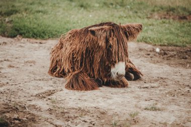 Poitou Eşeği (Poitevin Eşeği) portresi