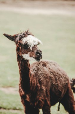 Hayvanat bahçesinde Alpaca (Vicugna pacos) portresi