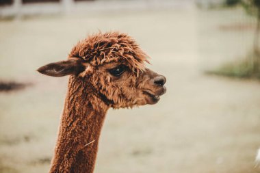Hayvanat bahçesinde Alpaca (Vicugna pacos) portresi