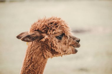 Hayvanat bahçesinde Alpaca (Vicugna pacos) portresi