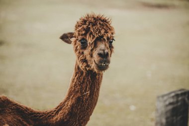 Hayvanat bahçesinde Alpaca (Vicugna pacos) portresi