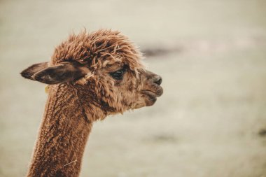 Hayvanat bahçesinde Alpaca (Vicugna pacos) portresi