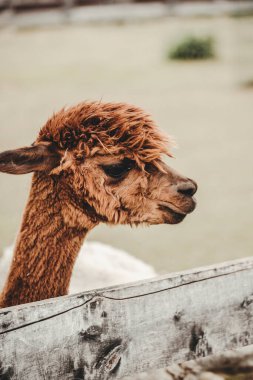 Hayvanat bahçesinde Alpaca (Vicugna pacos) portresi