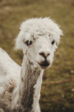 Hayvanat bahçesinde Alpaca (Vicugna pacos) portresi