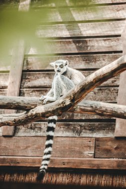 Ring-Tailed lemur (Lemur catta) Hayvanat Bahçesi