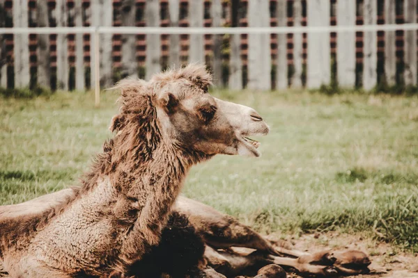 Верблюд Camelus Лежит Траве — стоковое фото