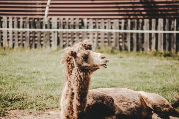 Camello Camelus Acostado Sobre Hierba — Foto de Stock