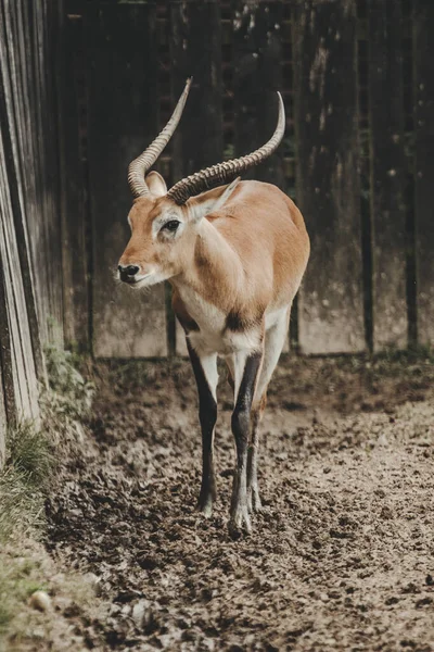 Lechwe Antilop Kobus Leche Djurparkens Trädgård — Stockfoto