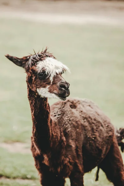 Retrato Alpaca Vicugna Pacos Zoológico — Foto de Stock