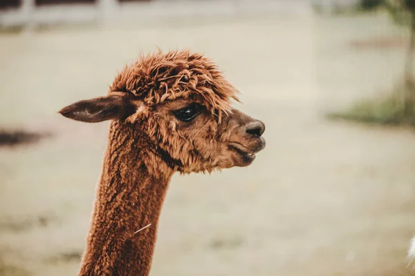 Alpaka Vicugna Pacos Portrét Zoologické Zahradě — Stock fotografie