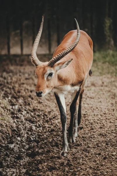 Lechwe Antilop Kobus Leche Djurparkens Trädgård — Stockfoto