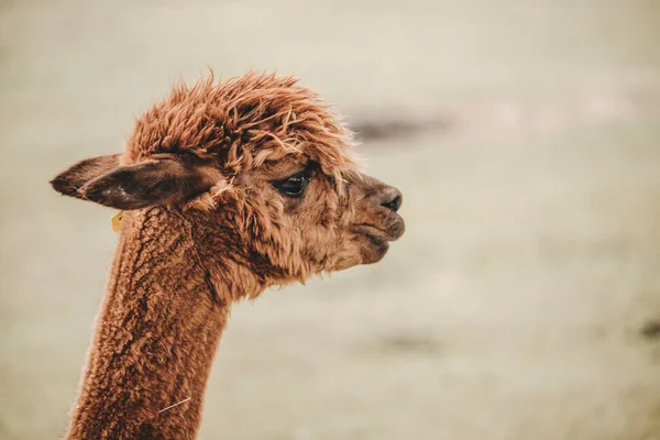 Retrato Alpaca Vicugna Pacos Zoológico — Foto de Stock