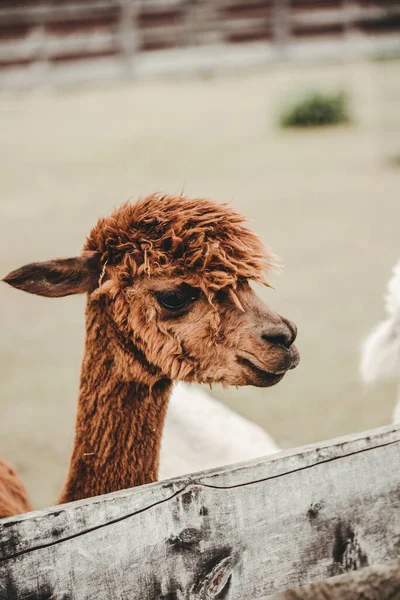 Retrato Alpaca Vicugna Pacos Zoológico — Foto de Stock