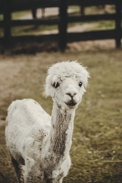 Alpaca Vicugna Pacos Portré Állatkertben — Stock Fotó