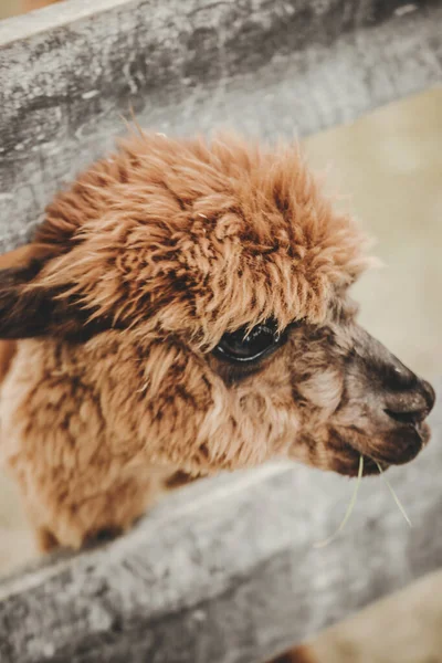 Hayvanat Bahçesinde Alpaca Vicugna Pacos Portresi — Stok fotoğraf