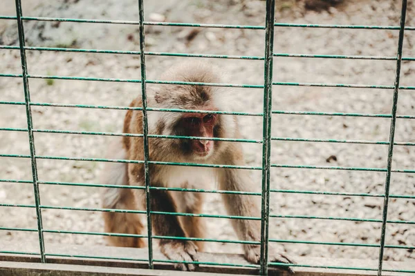 Makaken Affe Zoo — Stockfoto