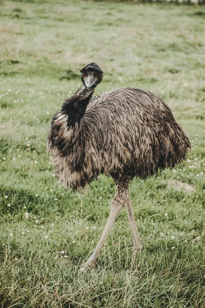 Emu Pássaro Dromaiinae Retrato Natureza — Fotografia de Stock