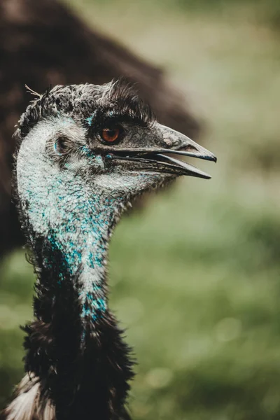 Emu Bird Dromaiinae Portrait Nature — Stock Photo, Image